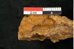 Foto (Detailansicht) von Plantae indet.  (NHMW-GEO-2024-0188-10393)